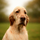 Head study at 3 years old