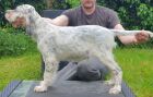 11 weeks