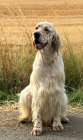 Best In Show - NESS Ch Show 2026