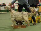 Best In Show - MESSS Ch Show 2026